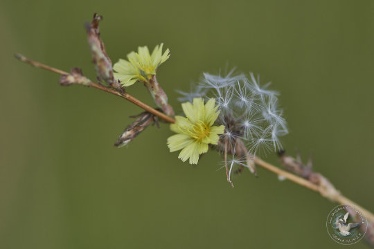 Flore Camargue
