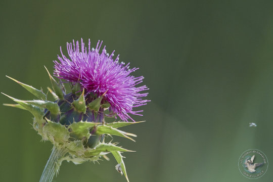 Flore chardon