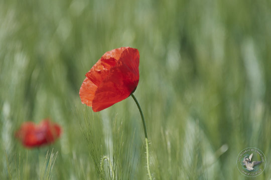 Coquelicot