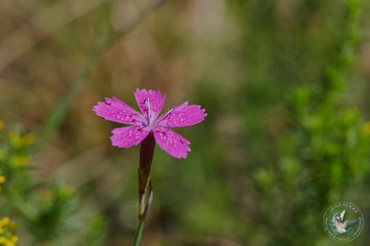 Flore des Cévennes