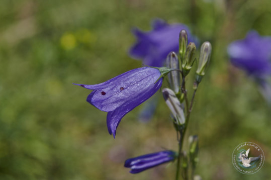 Flore des Cévennes