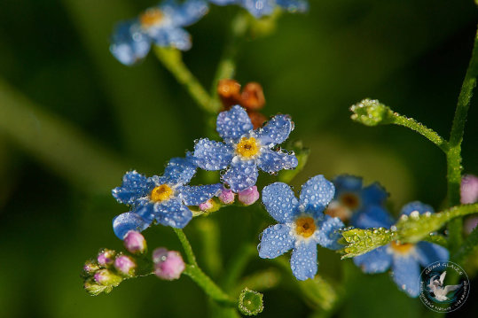Flore des Cévennes