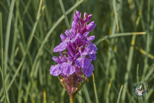 Flore des Cévennes