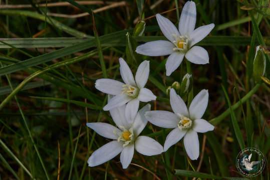 Flore des Cévennes