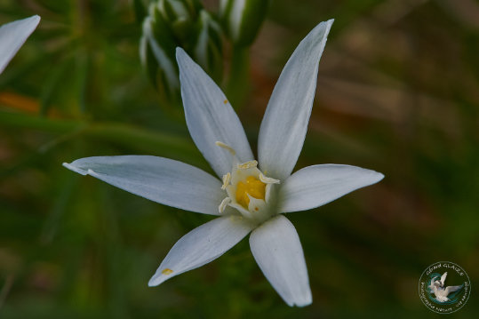 Flore des Cévennes