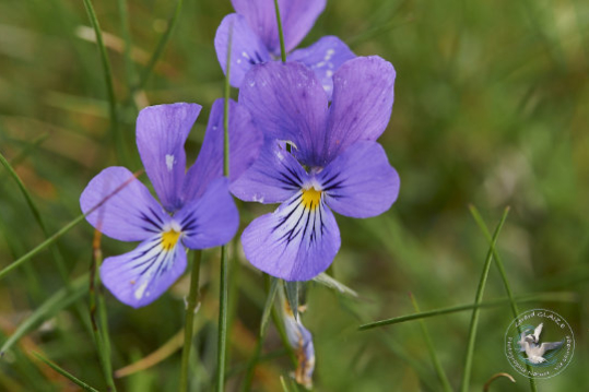 Flore des Cévennes