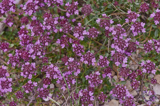 Flore des Cévennes