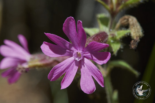 Flore des Cévennes