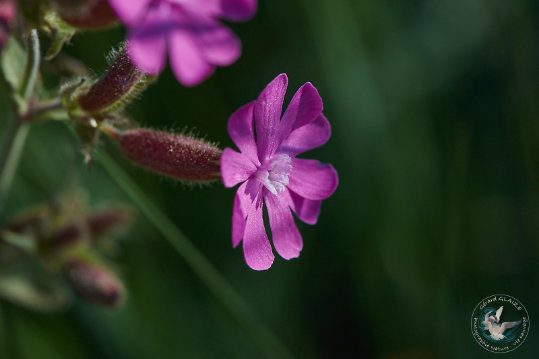 Flore des Cévennes