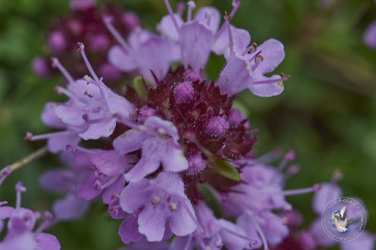 Flore des Cévennes