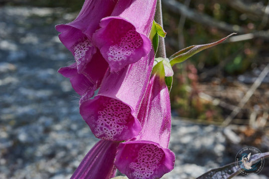 Flore des Cévennes