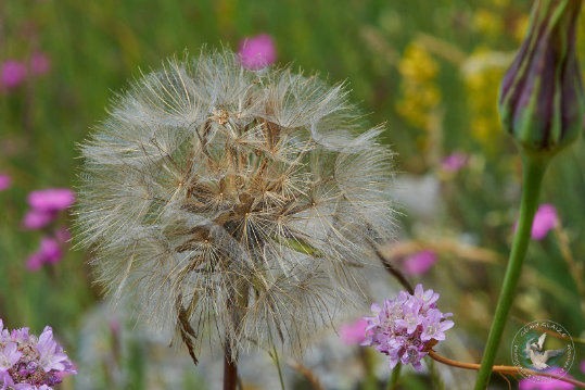Flore des Cévennes