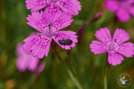 Flore des Cévennes