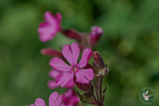 Flore des Cévennes