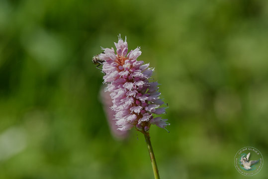 Flore des Cévennes