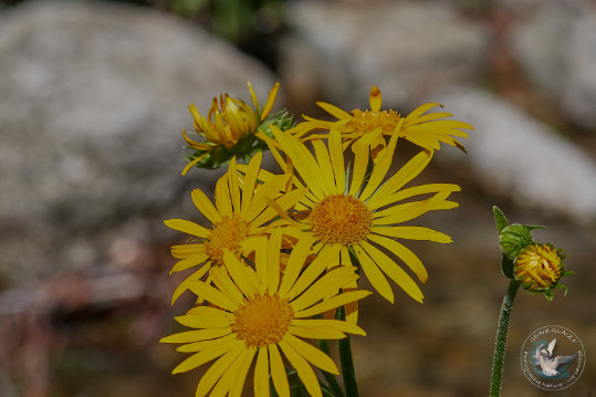 Flore des Cévennes