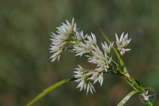 Flore des Cévennes