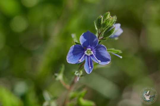 Flore des Cévennes