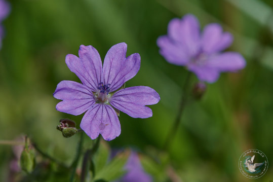 Flore des Cévennes