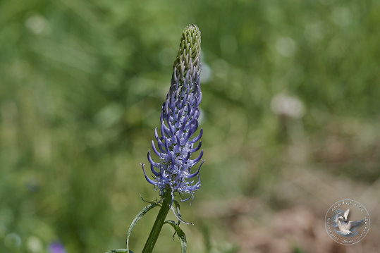 Flore des Cévennes