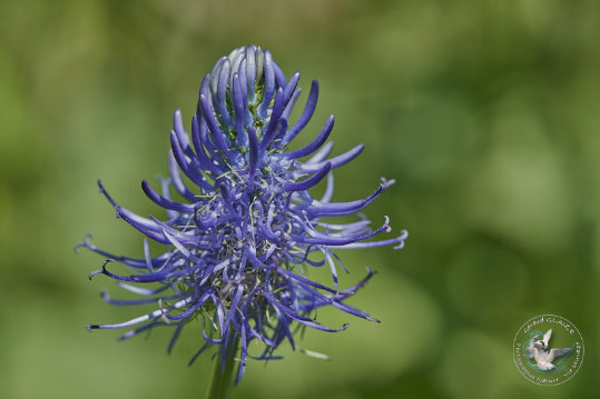 Flore des Cévennes