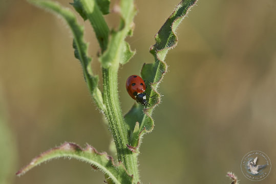 Coccinelle à 9 popints