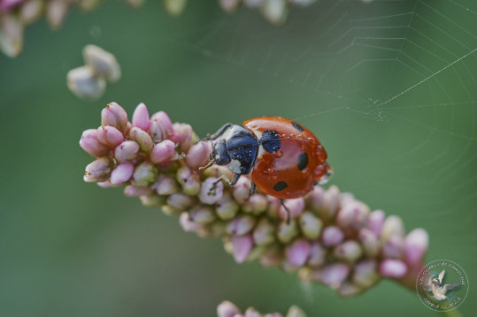 Coccinelle à 9 points
