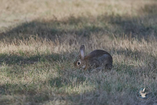 Lapin de garenne