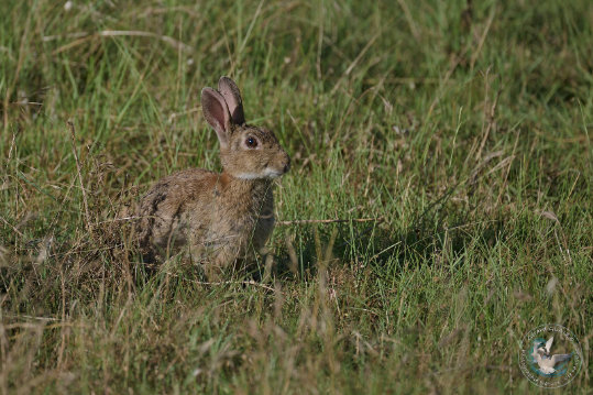 Lapin de garenne