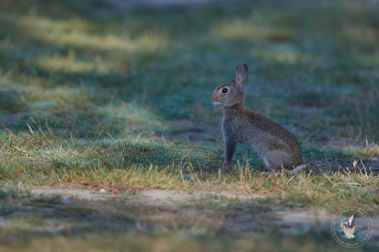 Lapin de garenne