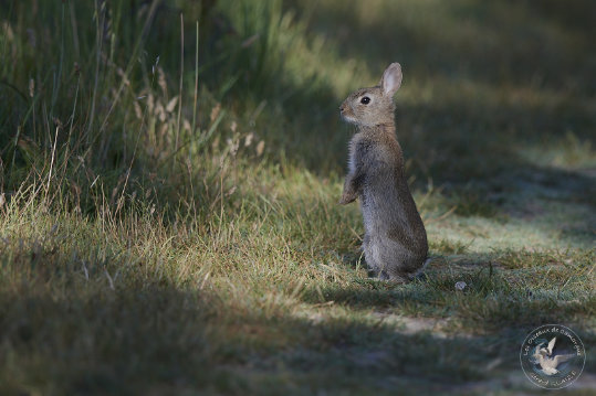 Lapin de garenne