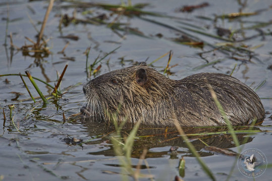 Coypu