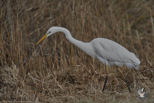 Grande aigrette