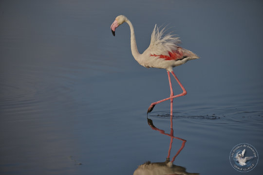 Flamant roses