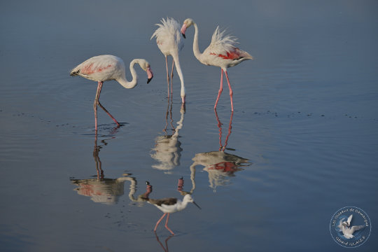Flamants roses