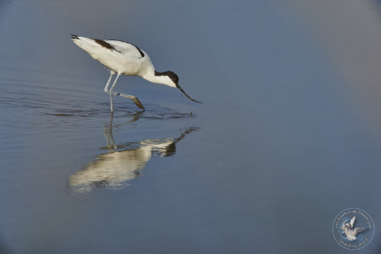 Avocette élégante