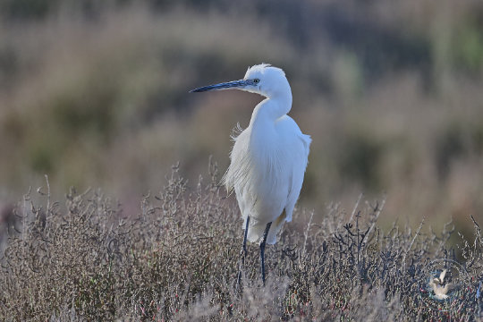 Aigrette Garzette