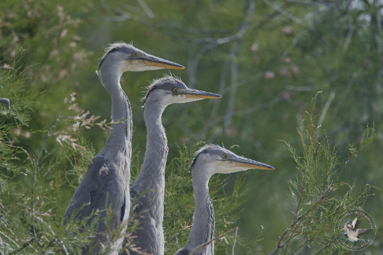Jeunes hérons cendrés