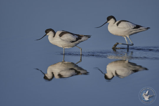 Avocette élégante