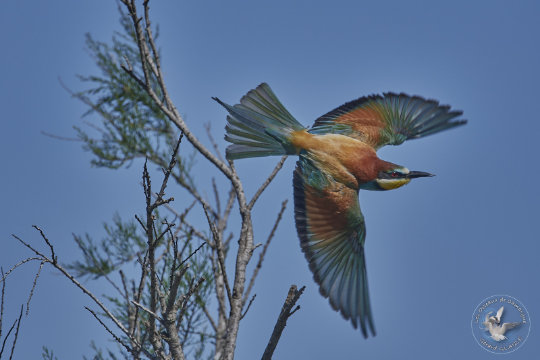 Guêpier d'europe en vol