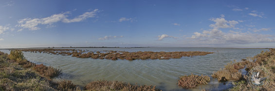 panorama paysage de Camargue