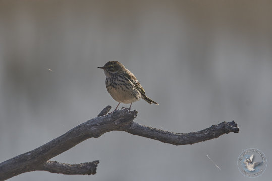 Pipit farlouse