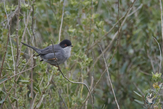 Fauvette mélanocéphale