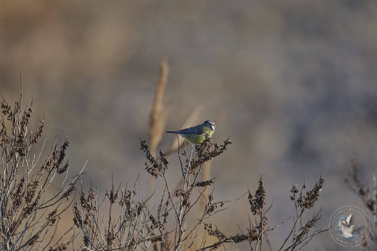 Mésange bleue
