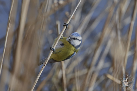 Mésange bleue