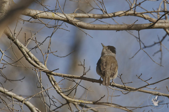 Fauvette à tête noire