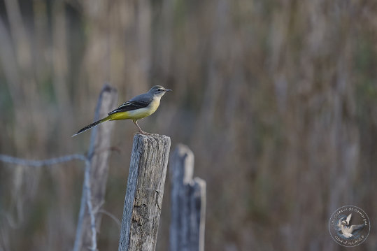 Bergeronette printanière