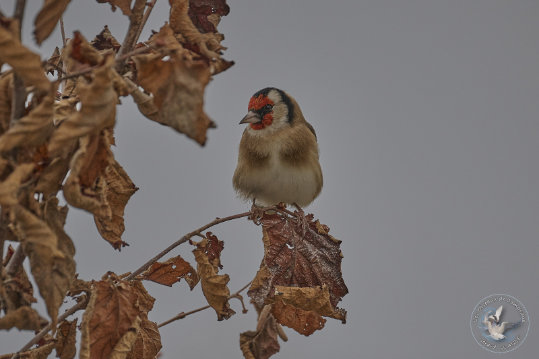 Chardonneret élégant