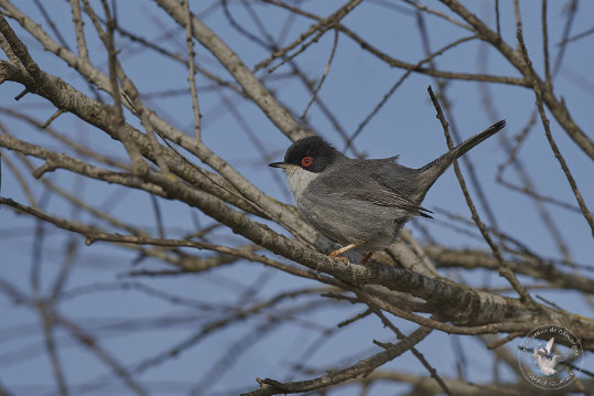 Fauvette mélanocéphale