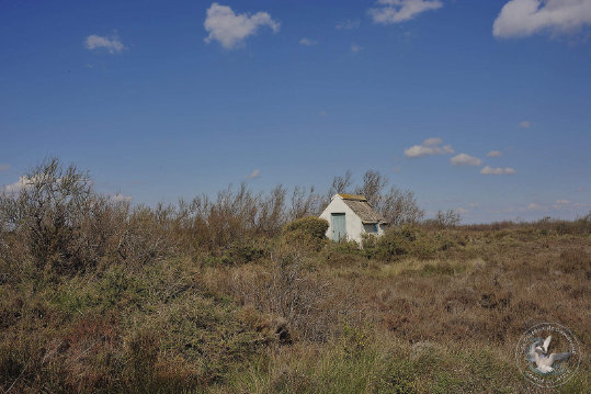 Paysages de Camargue